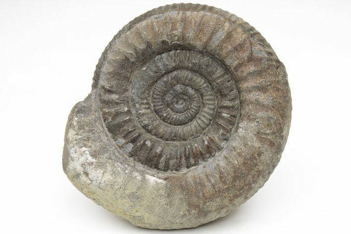 Ammonite (Dactylioceras) Fossil - England #211628